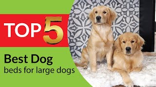 Best Dog Beds for Large Dogs of 2026 [Top Picks & Benefits]