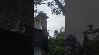 Download lagu Walet Kalimantan mp3