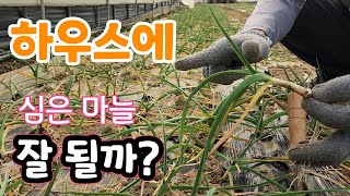 하우스에 심은 홍산마늘 잘될까? 결과는 ?