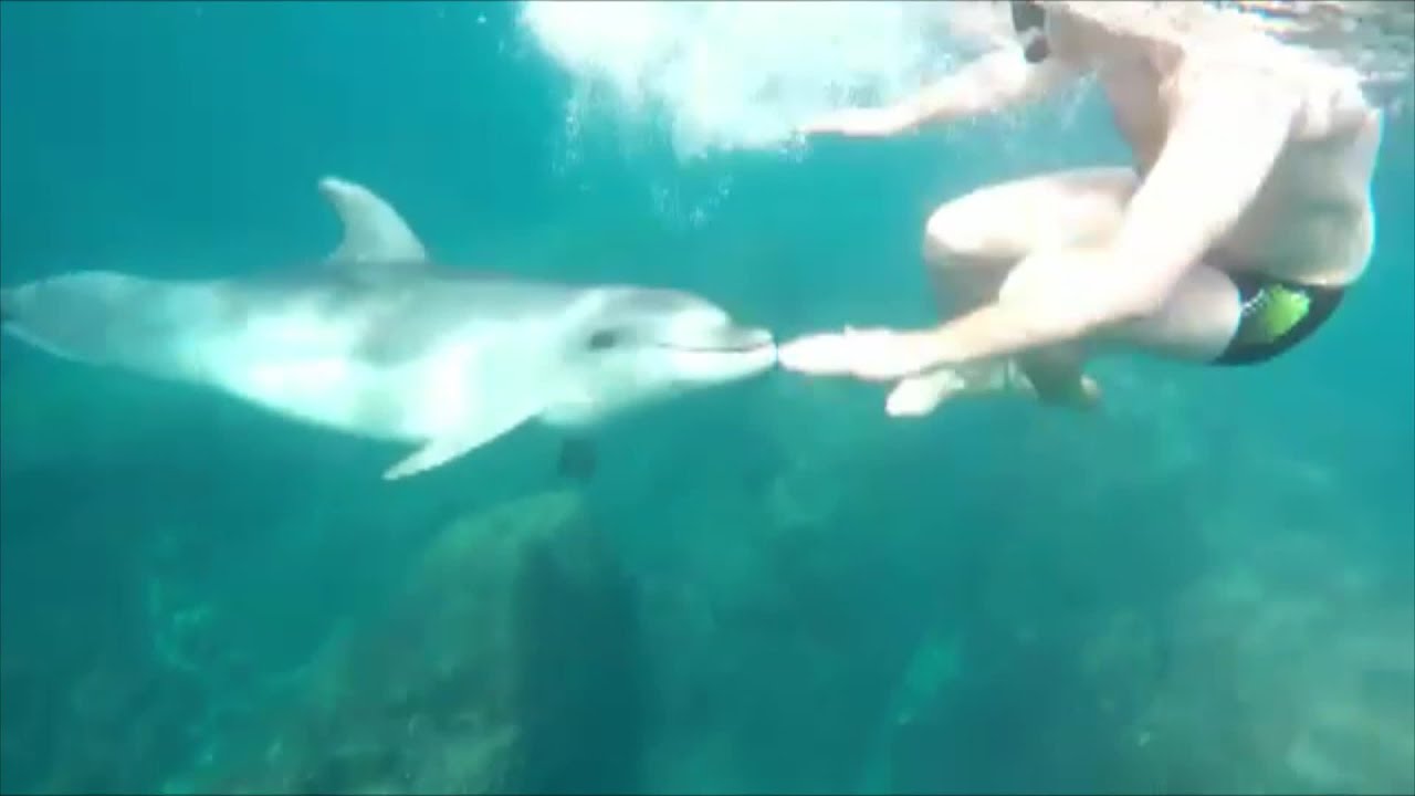 Rendez-vous entre des nageurs et un dauphin