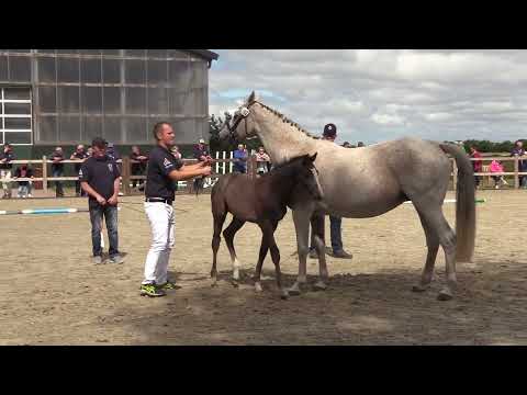 Holsteiner Fohlenschau Föhr 2022 | SF | Larimar x Clarimo x Contago | 18A2 | Lasse Ohlsen