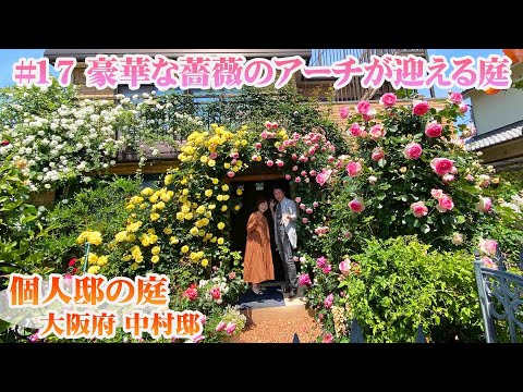 バラの茂みを水中で切る：1か月で結果を保証するステップバイステップガイド！  庭園