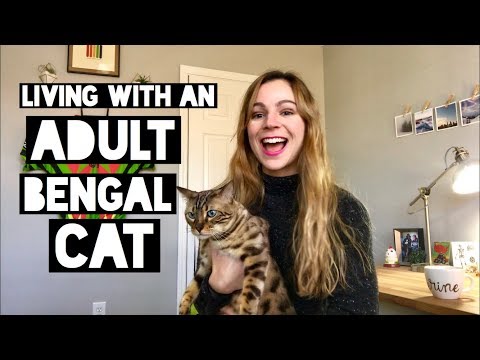Bengal Cats: a 'long term review' of sorts