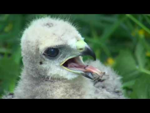 Sea-Tac relocates red-tail hawk nestlings