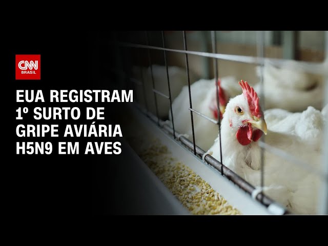 EUA registram 1º surto de gripe aviária H5N9 em aves | CNN 360º