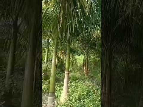Arecaceae Green Bottle Palm Tree, For Garden, Upto 10 Feet video by Yadav Nursery