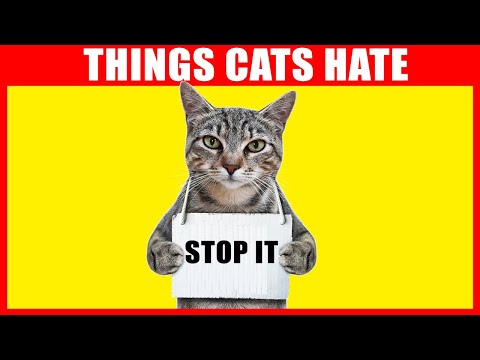 14 Things Cats Hate About Humans