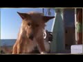 Lumba Lumba Menyelamatkan Anjing