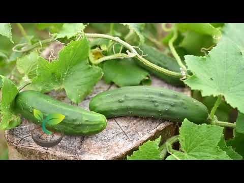 🥒🍀 Master Gardener's Secrets: How and when to water a cucumber for Bumper Harvest!