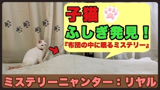 子猫の日常 ミステリーニャンター リヤル【猫】