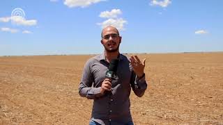 Algodão: clima deve ser decisivo para sucesso da safra no Matopiba
