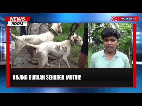 Berburu Jadi Hobi, Anjingnya Bernilai Jutaan