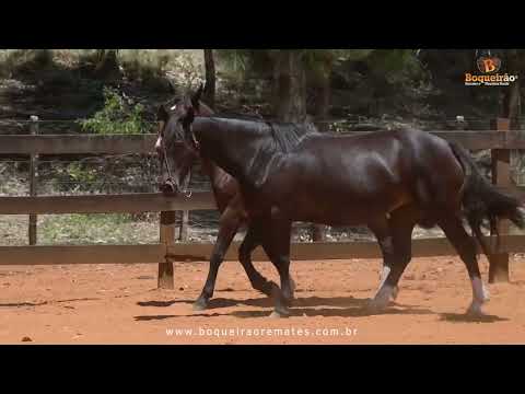 Lote 19 - IMEDIATA 1465 MAUFER - 2º Leilão PARCEIROS DO NAUCCC e CABANHA BORDIGNON