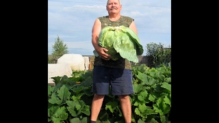 Капуста Слава 1305: отзывы, описание сорта, фото, видео, отзывы ...