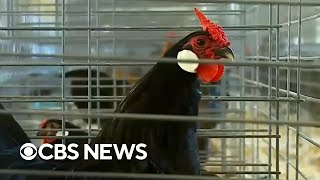 Bird flu forces chickens into lockdown amid historic outbreak