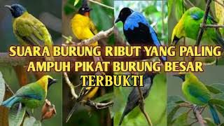 Download lagu SUARA BURUNG RIBUT AMPUH PIkat BURUNG BESAR mp3 Download lagu SUARA BURUNG RIBUT AMPUH PIkat BURUNG BESAR mp3