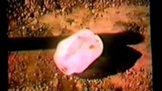 The Kops "Don't Feed the Animals"