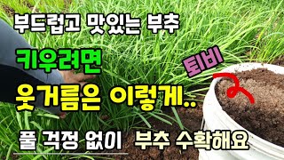 뻣뻣하지 않고 부드러운 부추 키우려면 부추 웃거름은 이렇게 풀 걱정 없이 일년내내 부추 키워먹는 방법