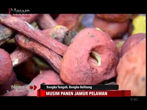 JAMUR PELAWAN, LANGKA DAN TERMAHAL SE INDONESIA