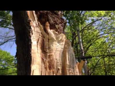 Big tree failure recently on Clark St #NewtonMA. 26" Norway now a removal. & 1 garlic mustard! #good