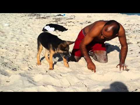 download lagu mp3 mp4 Chiot Berger Allemand 3 Mois, download lagu Chiot Berger Allemand 3 Mois gratis, unduh video klip Chiot Berger Allemand 3 Mois