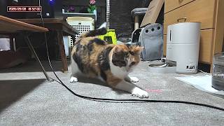 三毛猫フミちゃん  LIVE配信 #2   2026年9月8日　calico cat　(LIVE stream)