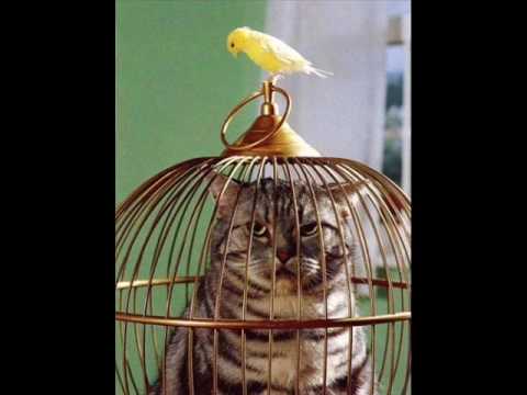 Birdcage-Day after tomorrow ( Fahrenheit remix)