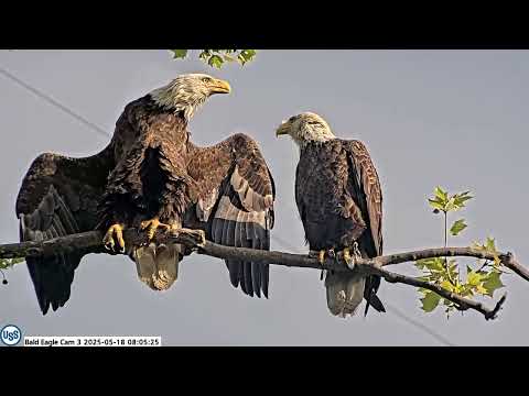 USS Bald Eagle cam 3 on 5-18-25 Irv preens Stella