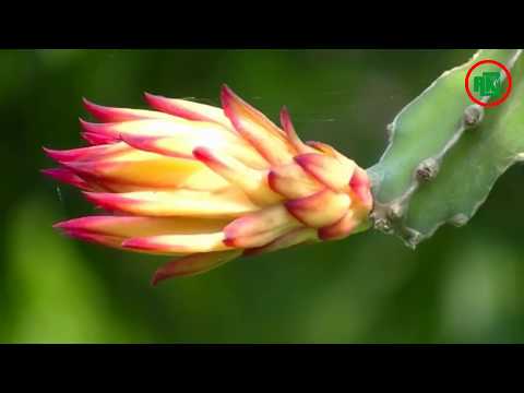 Dragon Fruit: A success story of Parul Begum