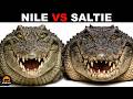 What is the difference between Nile Crocodiles and Saltwater Crocodiles? DEFAULT Thumbnail