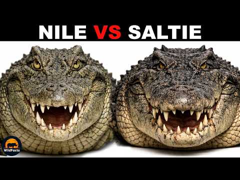 What is the difference between Nile Crocodiles and Saltwater Crocodiles?