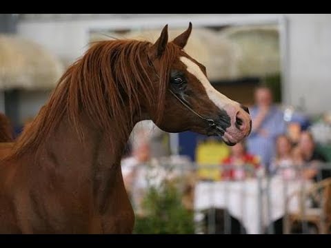 RDVideo - Dreams of Kubinec