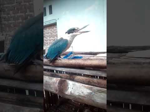 Tengkek Novyj Trend Smotret Onlajn Na Sajte Trendovi Ru