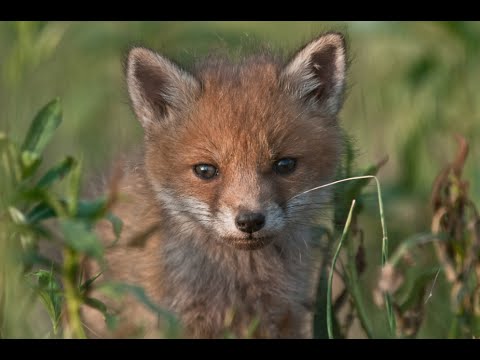 HAZAI VADÁSZ – 107. adás - 2016.04.24 – vasárnap 11 óra – ECHO-TV