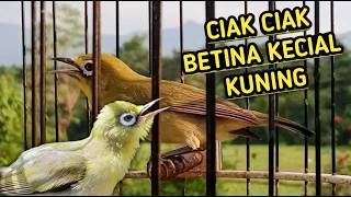 Download lagu CIAK CIAK RIBUT PANCINGAN KECIAL KUNING BETINA ‼️MASTERAN SUARA CIAK CIAK JOSS GACOR KECIAL KUNING mp3 Download lagu CIAK CIAK RIBUT PANCINGAN KECIAL KUNING BETINA ‼️MASTERAN SUARA CIAK CIAK JOSS GACOR KECIAL KUNING mp3