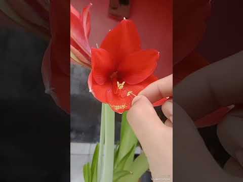 como obter sementes de qualquer amarilis. polinizando amarílis ❤️