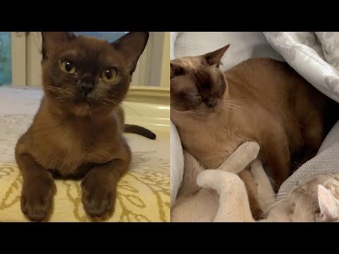 SOME OF THE MOST CALMEST BURMESE CAT MOMENTS