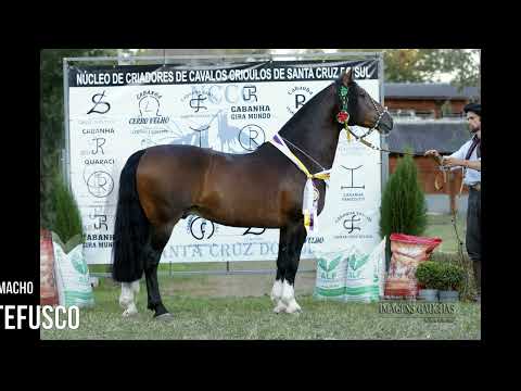 Campeões da Exposição Morfológica de Santa Cruz do Sul - 2022