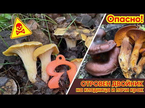 Митове за гъбите - На дърво не растат #отровни #гъби!