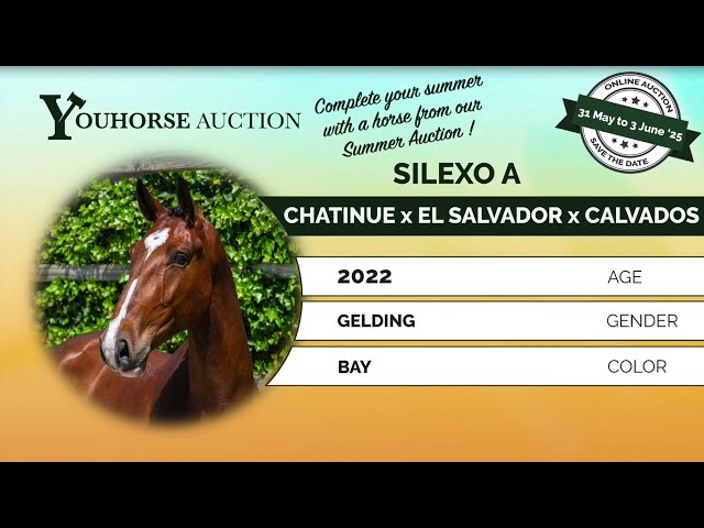 Silexo under the saddle