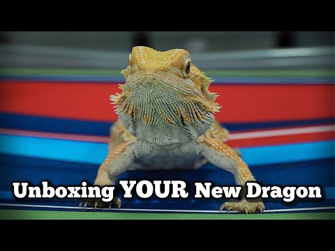Receiving Your New Dragon (What to do upon arrival)