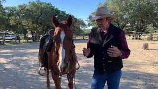 Do Bits Hurt Horses? What Are They For?
