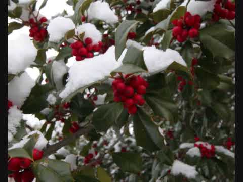 download lagu mp3 mp4 Pine Cones And Holly Berries, download lagu Pine Cones And Holly Berries gratis, unduh video klip Pine Cones And Holly Berries