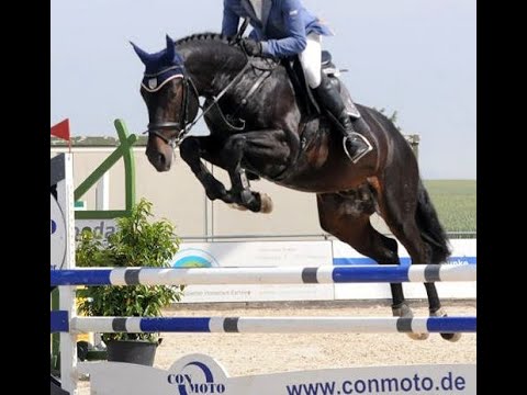 2016 licensed Hanoverian stallion by KANNAN www.sporthorses-online.com