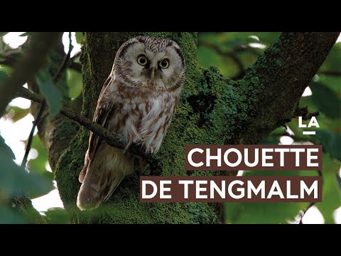 Mini-chouette maxi craquante