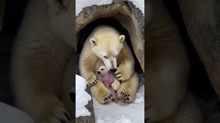 Baby Polar Bear Born in Snowy Den ❄️🐻‍❄️ A Rare Wild Moment!#babybear#wildlife#nature#youtubeshorts