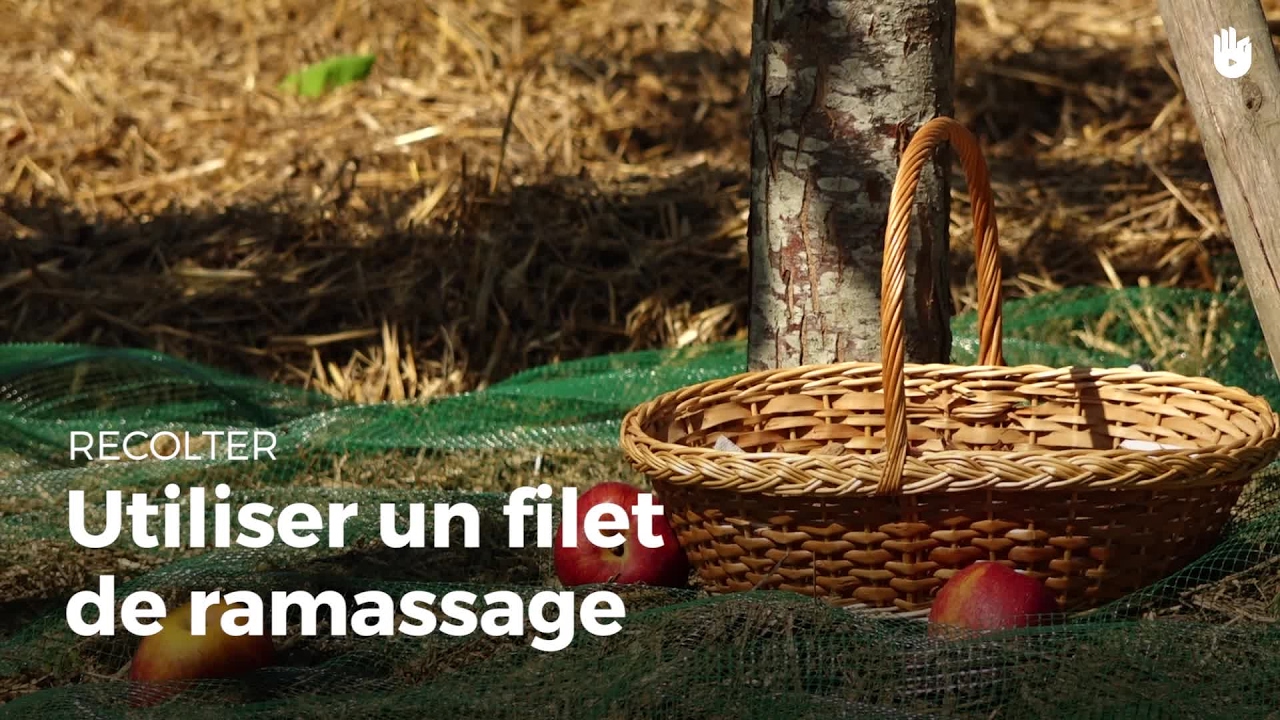 La P'tite Ortie Dans La Prairie Limousin