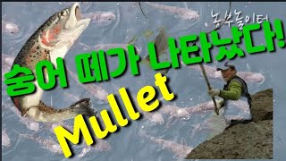송어 떼가 자갈치시장 바다에 나타났다! Trout appeared in the sea at Jagalchi …