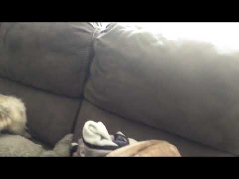 LOOK at this fine specimen again