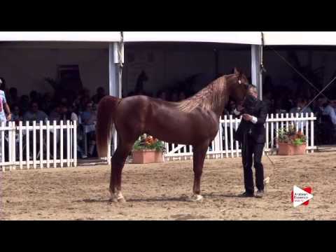 N.112 JERYAN ALJASSIMYA - Menton 2015 - Colts 2 years old (Class 7)